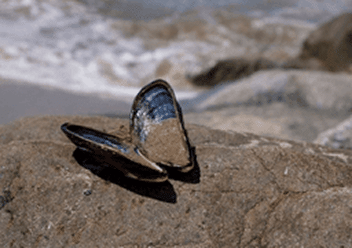 Open seashell resting on a rock near the ocean, representing El Segundo’s coastal atmosphere.